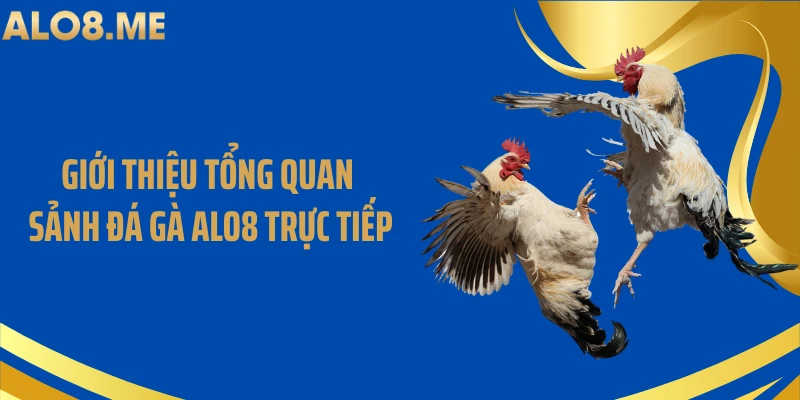 Giới thiệu tổng quan sảnh đá gà ALO8 trực tiếp