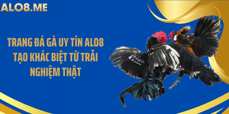 Trang Đá Gà Uy Tín ALO8 Tạo Khác Biệt Từ Trải Nghiệm Thật